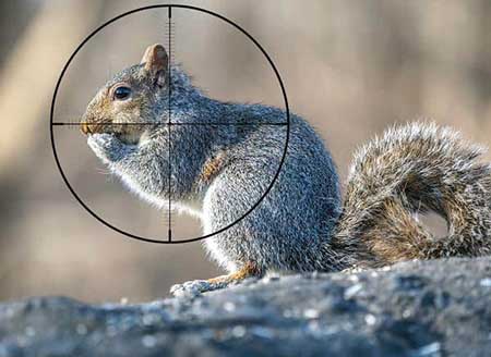 What To Consider Before Buying A Scope For 22lr Squirrel Hunting